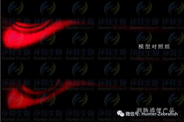 保健食品2项团体标准