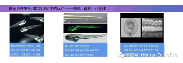 斑马鱼在安全和功效评价中的优点