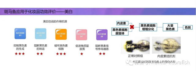 斑马鱼应用于化妆品功效评价—美白功效评价