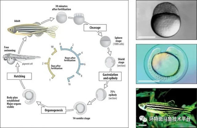 环特生物斑马鱼实验结果展示