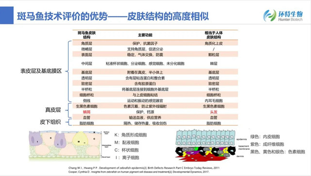 斑马鱼技术优势