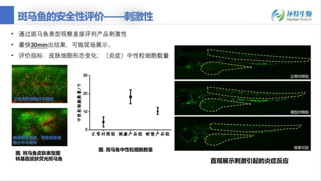 斑马鱼安全性评价