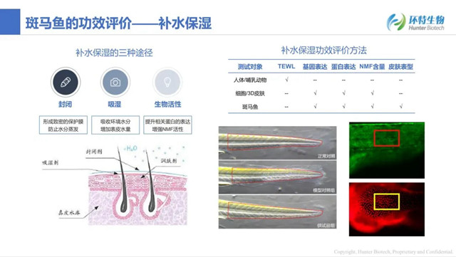 斑马鱼功效评价
