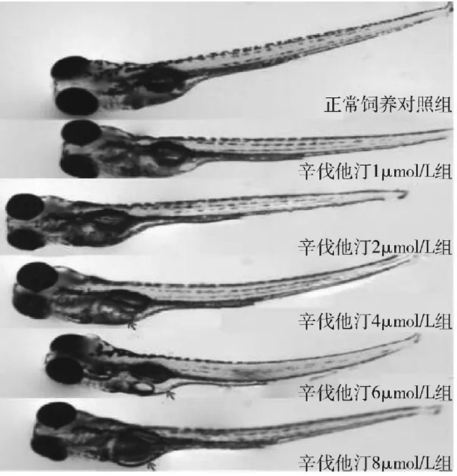 辛伐他汀不同浓度斑马鱼出血表型图