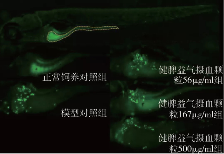 健脾益气摄血颗粒处理后肠道血小板聚集表型图