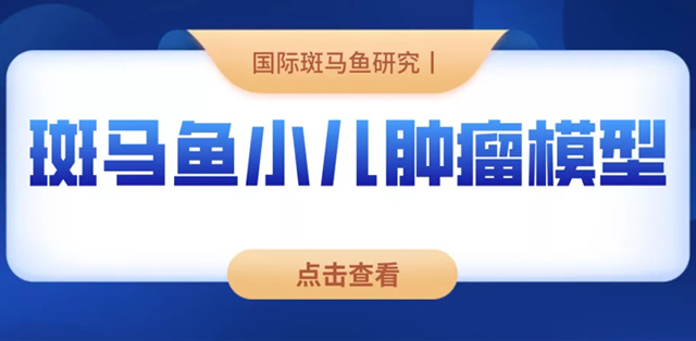 2斑马鱼小儿肿瘤模型研究及应用