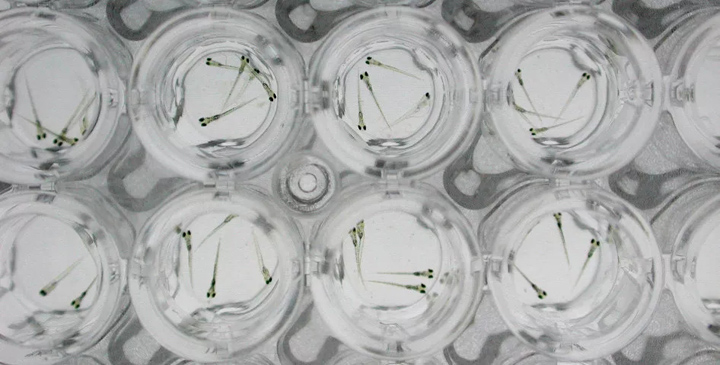 模型生物斑马鱼实验